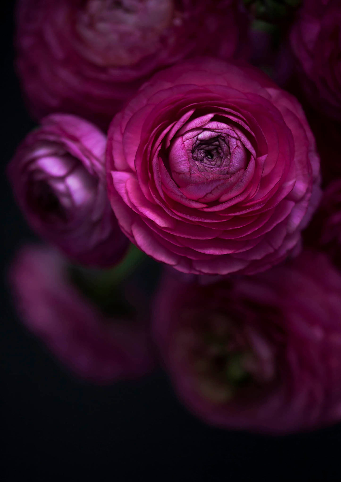 RANUNCULUS Open Edition Botanical Print