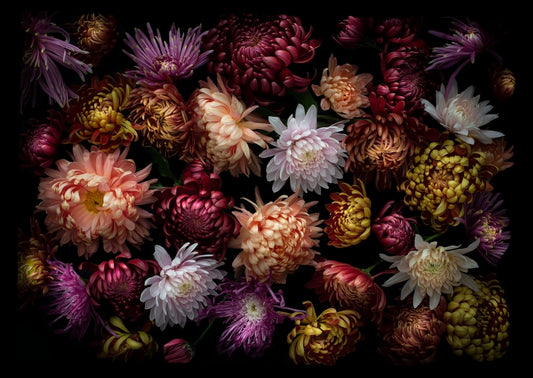 Dark botanical print of multi-coloured heritage Chrysanthemums photographed on a black background