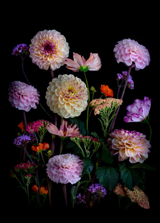 Dahlias. Cosmos, Geum and Achillea arranged on a black background