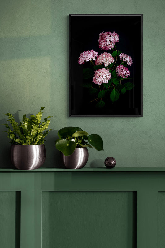 Dark botanical print of Hydrangea 'Pink Annabelle' photographed on a black background, hanging on a sage green wall.