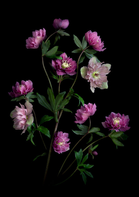 Dark botanical print of pink and mauve double Hellebores photographed on a black background