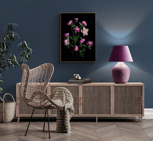 Framed dark botanical print of pink and mauve double Hellebores photographed on a black background hanging on a teal coloured wall