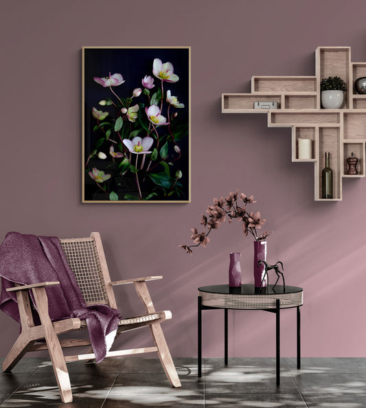 Dark botanical print ofpale pink Picotee hellebores photographed on a black background hung on a pink wall above a wooden chair and accessories.