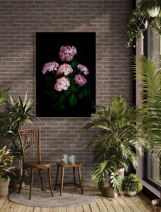 Large A0 size dark botanical print of Hydrangea 'Pink Annabelle' photographed on a black background and hung on a brick wall.