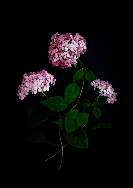 Dark botanical print of Hydrangea 'Pink Annabelle' photographed on a black background
