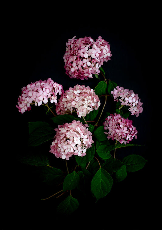 Dark botanical print of Hydrangea 'Pink Annabelle' photographed on a black background
