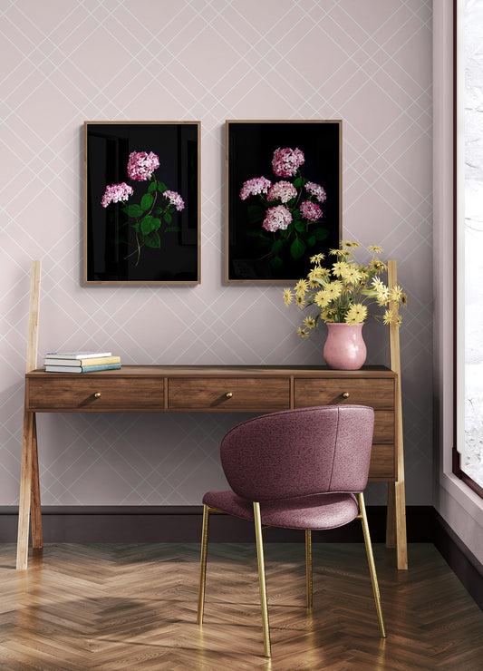 Framed dark botanical prints of Hydrangea 'Pink Annabelle' photographed on a black background and hung on a pink wall.