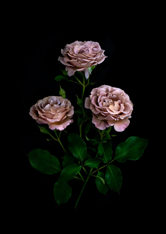 Three Koko Loco roses with green leaves on a black background