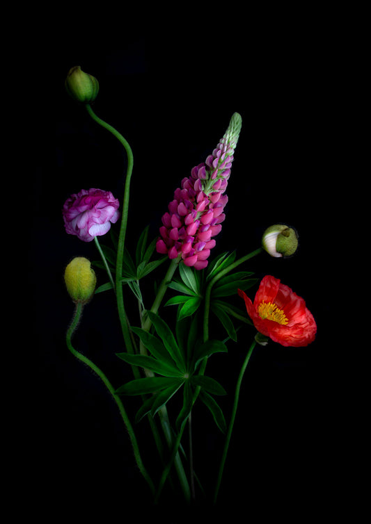 Floral arrangement with pink Lupin and Ranunculus and ared Icelandic Poppy on a black background