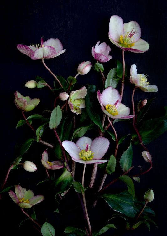 Dark botanical print of pale pink 'Picotee' Hellebores photographed on a black background