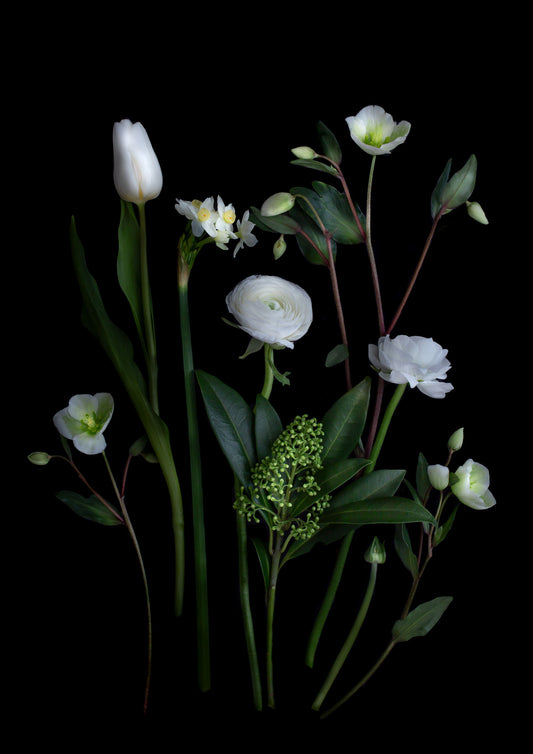 Dark botanical print of white Ranunculus, Narcissi, Hellebores and Skimmia photographed on a black background