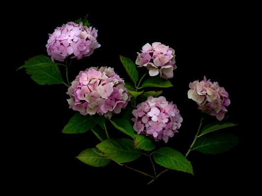 Dark botanical print of Pink Hydrangea photographed on a black background