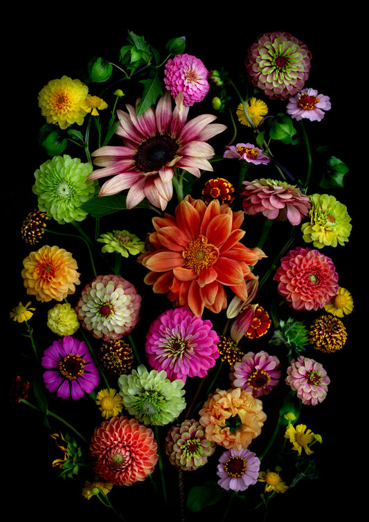 Colorful flower arrangement of Zinnia, Sunflower and Dahlias on a black background