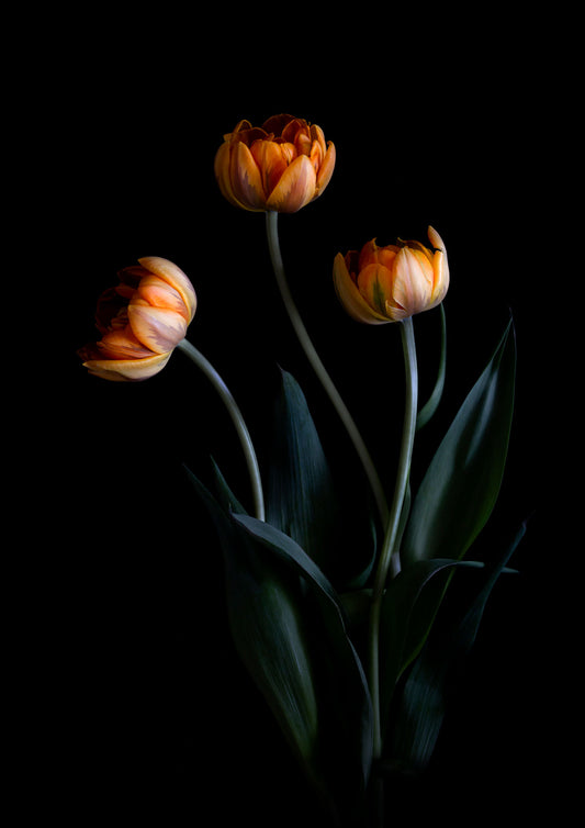 Botanical-Art-Print-featuring-three-orange-Tulips