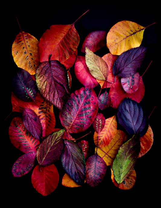Dark botanical photographic print, featuring Cotinus and Viburnum leave in autumn colours on a black background.