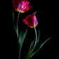 Dark botanical photographic print, featuring Rococo Tulips on a black background.