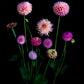 A dark botanical photograph of cool toned  Dahlias and Zinnias on a black background.