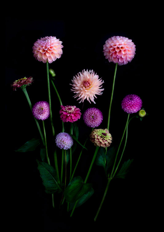 A dark botanical photograph of cool toned Dahlias and Zinnias on a black background.
