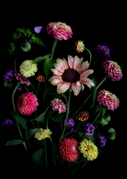 A botanical art print featuring a Sunflower with Zinnias, Dahlias, Verbena and a touch of the Shoo Fly plant, Nicandra physalodes., photographed on a black background.
