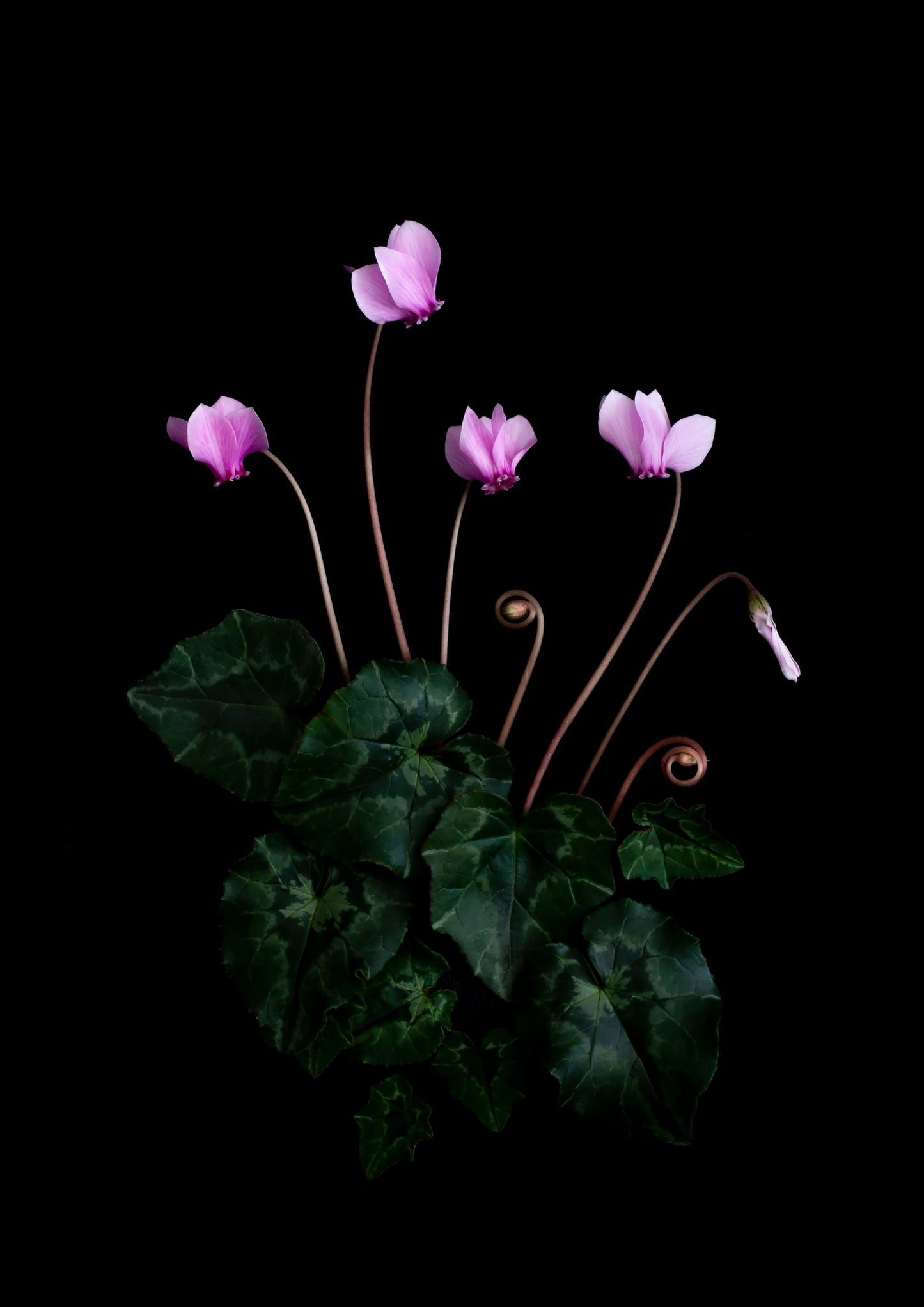 A botanical prrint of an intimate study of the autumn flowering Cyclamen hederifolium, featuring it's dainty pink flowers and marbled foliage, photographed on a black background.