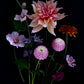 Dark botanical print of colourful Dahlias, Cosmos, Asters and Mallow on a black background.
