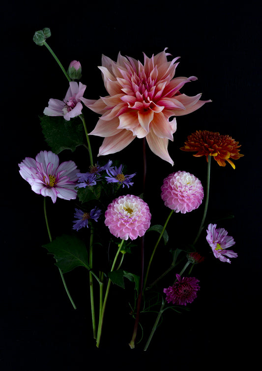 Dark botanical print of colourful Dahlias, Cosmos, Asters and Mallow on a black background.