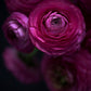 RANUNCULUS Open Edition Botanical Print
