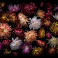Dark botanical print of multi-coloured heritage Chrysanthemums  photographed on a black background