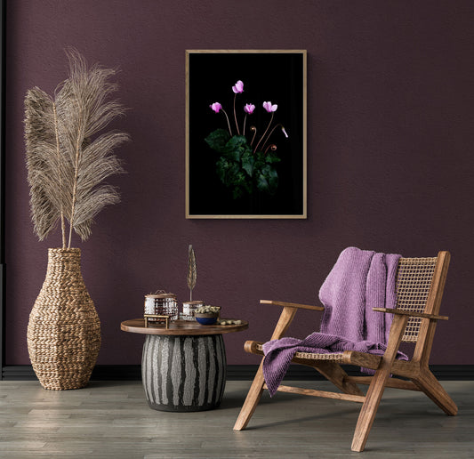 A botanical prrint of an intimate study of the autumn flowering Cyclamen hederifolium, featuring it's dainty pink flowers and marbled foliage, photographed on a black background on a plum cpoloured wall.