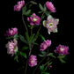 Dark botanical print of pink and mauve double Hellebores photographed on a black background