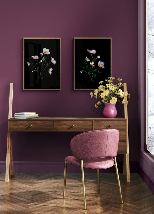 Purple wall with two framed floral artworks, featuring Helleborus 'Picotee', a wooden desk, and a pink chair.