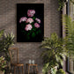 Large A0 size dark botanical print of Hydrangea 'Pink Annabelle' photographed on a black background and hung on a brick wall.