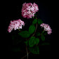 Dark botanical print of Hydrangea 'Pink Annabelle' photographed on a black background