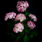Dark botanical print of Hydrangea 'Pink Annabelle' photographed on a black background