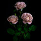 Three Koko Loco roses with green leaves on a black background