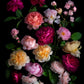Dark botanical print of different coloured roses photographed on a black background