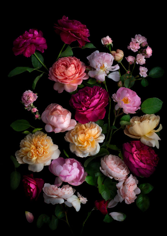 Dark botanical print of different coloured roses photographed on a black background