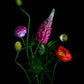 Floral arrangement with pink Lupin and Ranunculus  and  ared Icelandic Poppy on a black background
