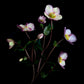 Botanical print of Hellebous 'Picotee' II photographed on a dark ackground.