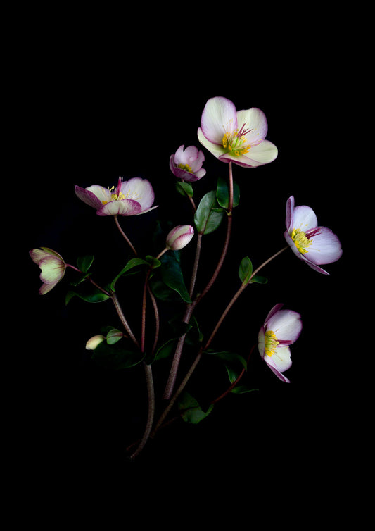 Botanical print of Hellebous 'Picotee' II photographed on a dark ackground.