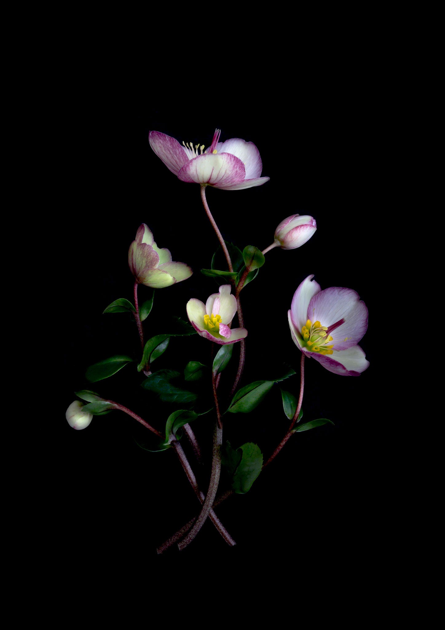 Botanical print of Hellebous 'Picotee' I photographed on a dark background.