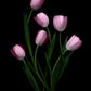 Pink Tulips photographed on a black background