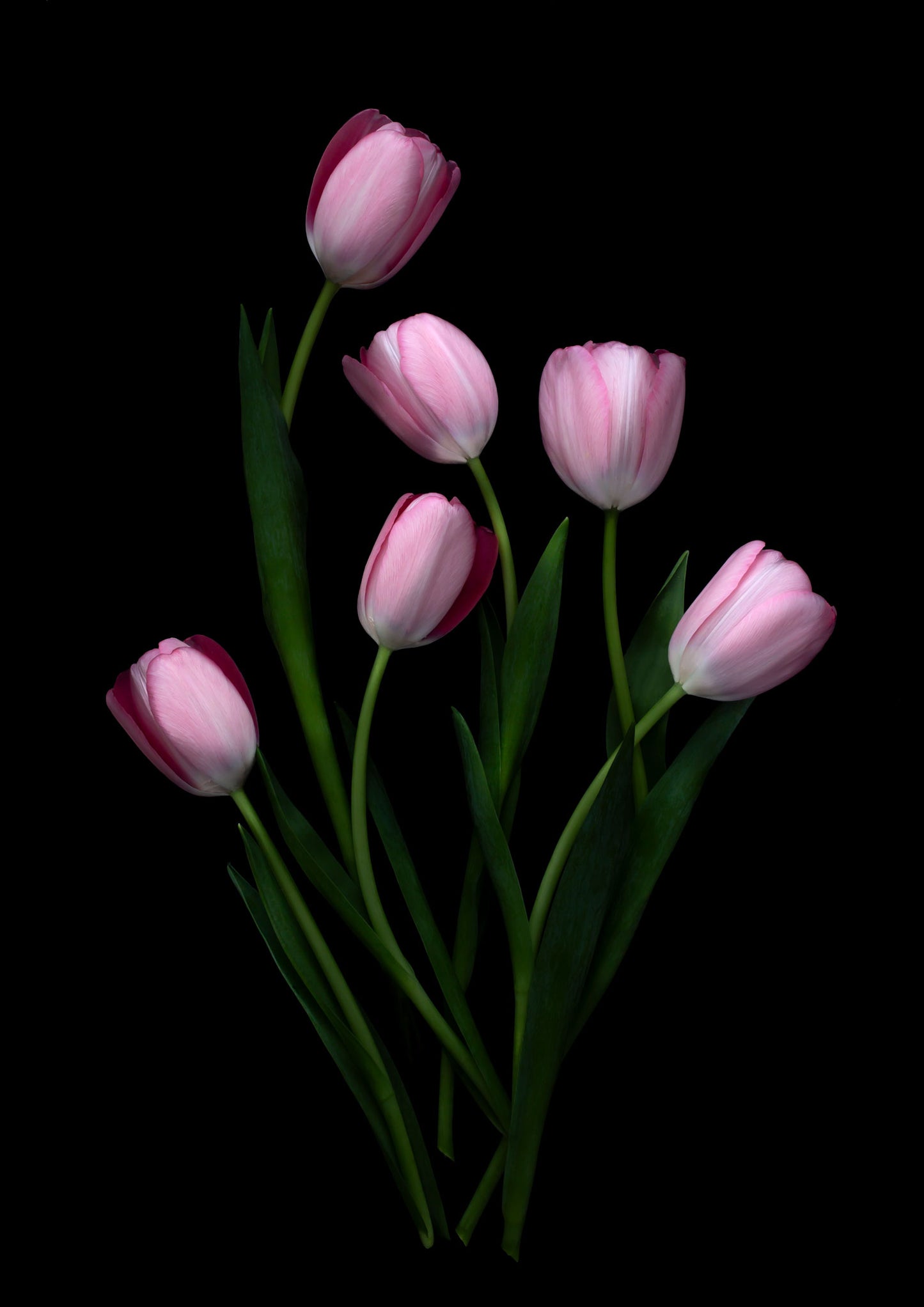 Pink Tulips photographed on a black background