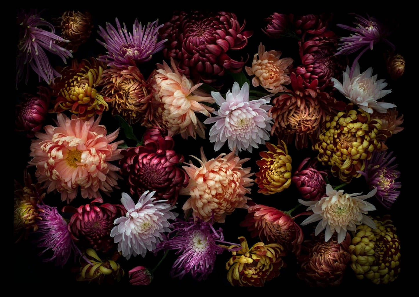 Dark botanical print of multi-coloured heritage Chrysanthemums  photographed on a black background