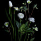 Dark botanical print of white Ranunculus, Narcissi, Hellebores and Skimmia photographed on a black background