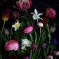 Dark botanical print of Spring flowers featuring Narcissus 'Thalia' with Tulips and Ranunculus photographed on a black background