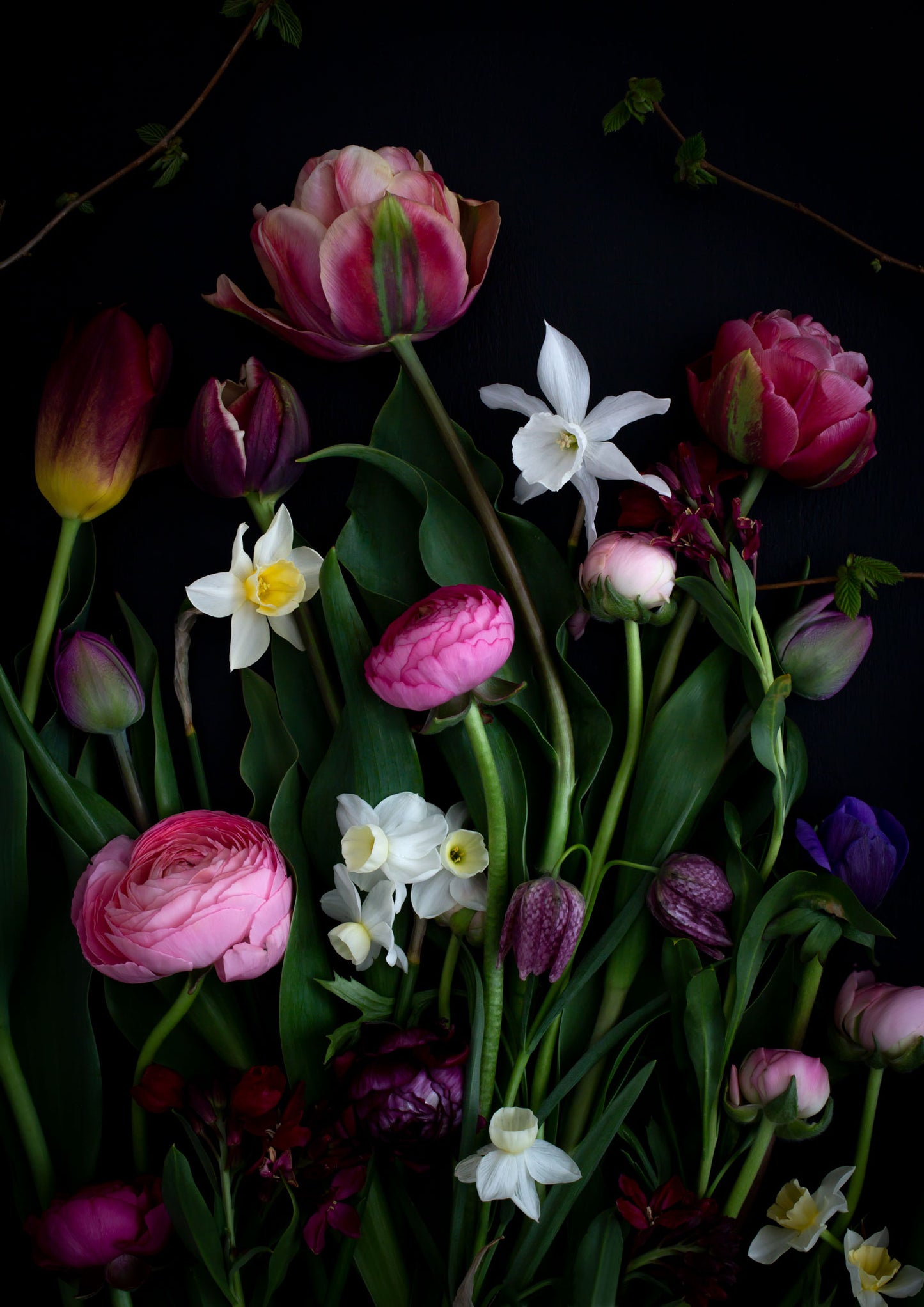 Dark botanical print of Spring flowers featuring Narcissus 'Thalia' with Tulips and Ranunculus photographed on a black background