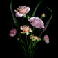 A posy of Koko Loco roses, Achillea, Cosmos and Veronica photographed on a black background.