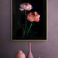 Peony ' Coral Charm' photographed on a black background, framed on a pink wall.