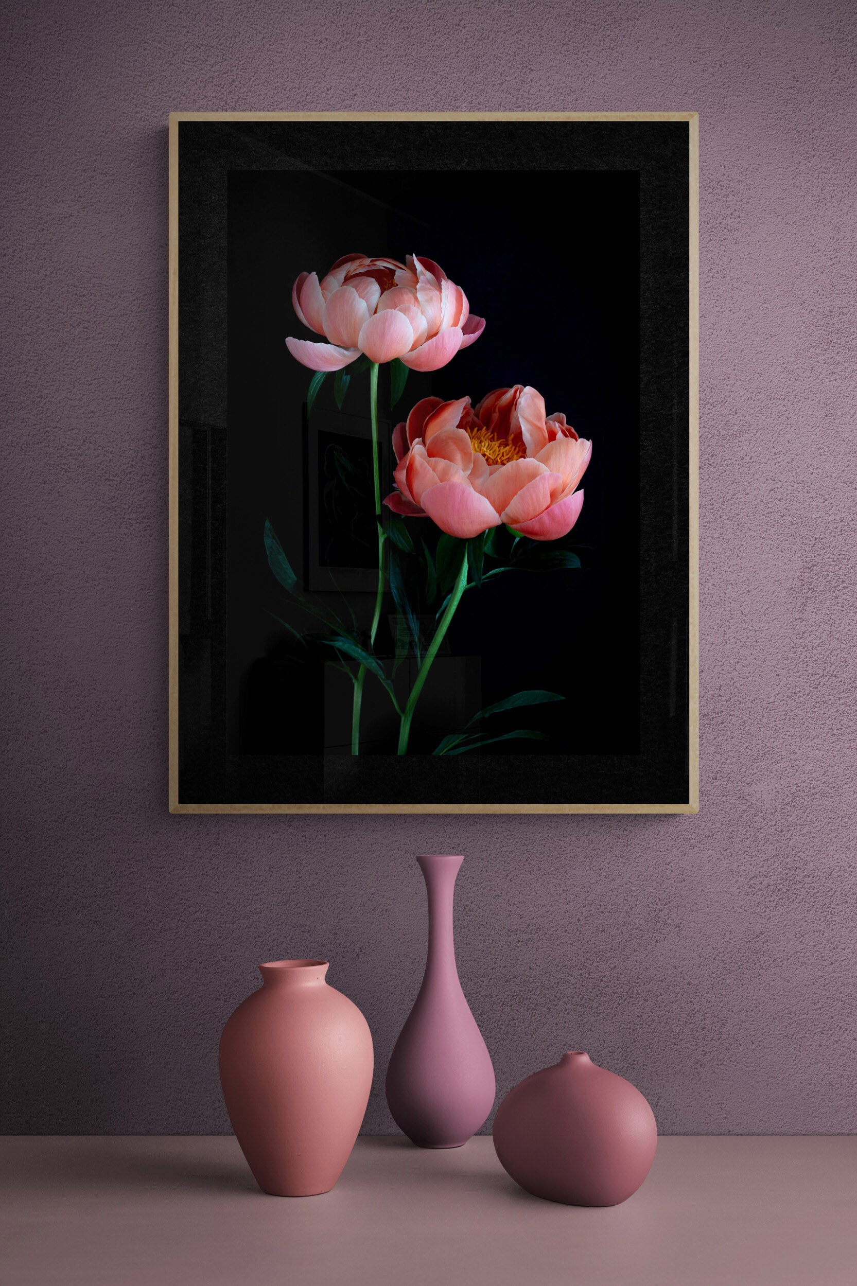 Peony ' Coral Charm' photographed on a black background, framed on a pink wall.